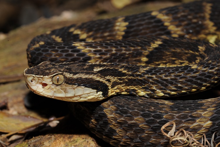Conheça as diferenças entre a vida das serpentes na natureza e no ...